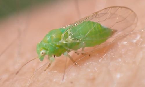 Cacopsylla sp.